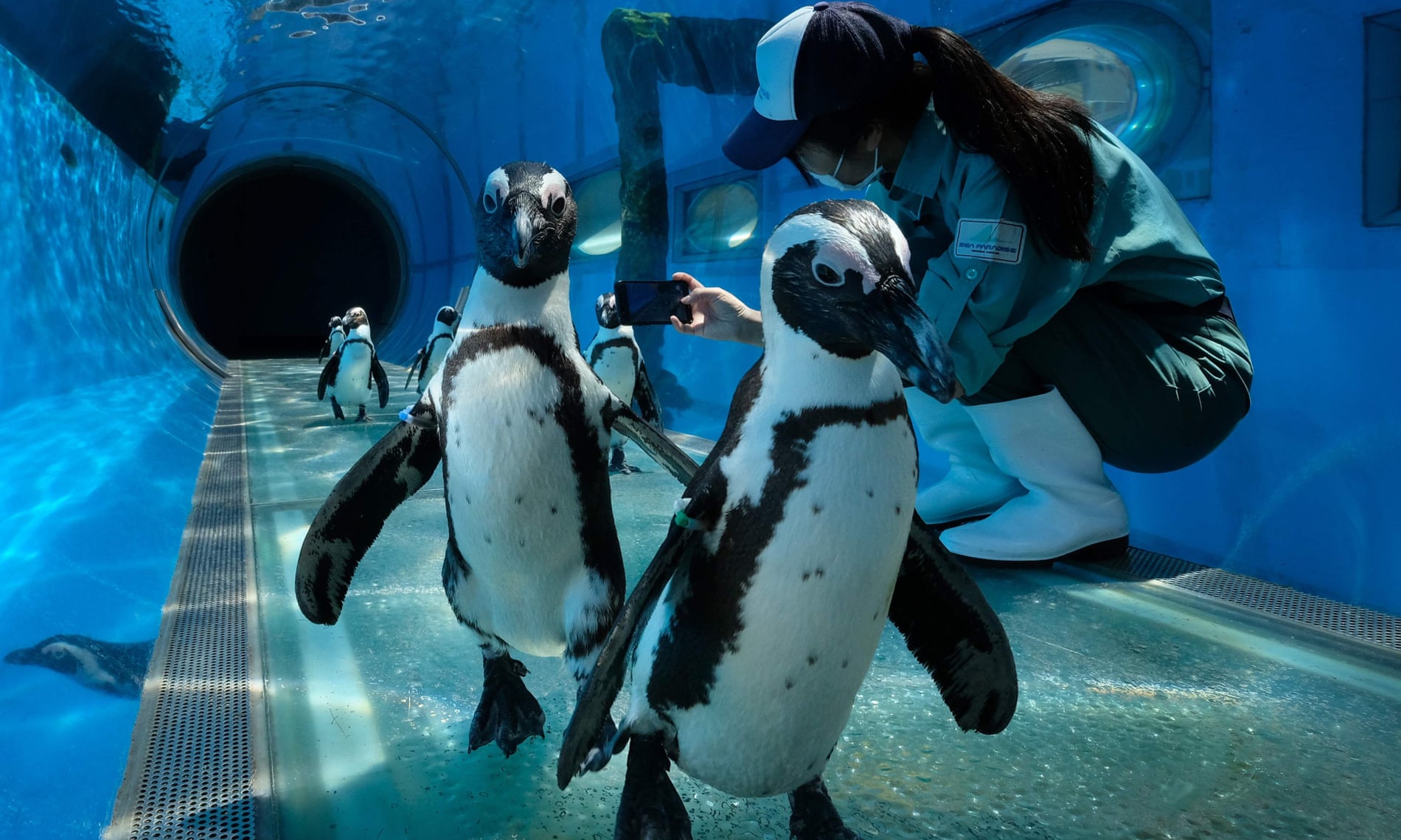 Yokogamadagi Hakkeijima Sea Paradise ko‘ngilochar bog‘ida sayr qilayotgan pingvinlar.