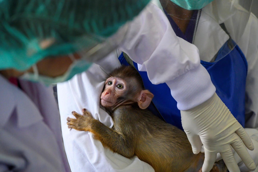 Tailandning Saraburi provinsiyasidagi naslchilik markazi xodimlari makakani ko‘zdan kechirmoqda.