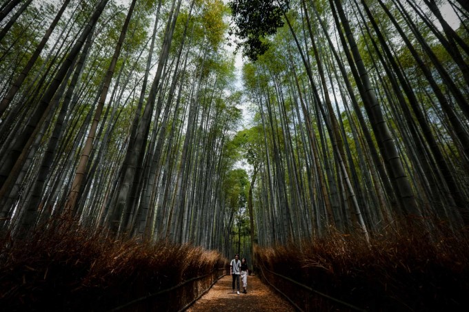 Япониянинг Киото шаҳридаги бамбук боғида сайр қилиб юрган эр-хотин.