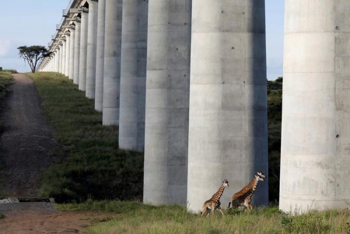 Кениянинг Найроби шаҳридаги миллий боғ ҳудудида темир йўл кўприги остидаги чизиқни кесиб ўтаётган жирафалар.