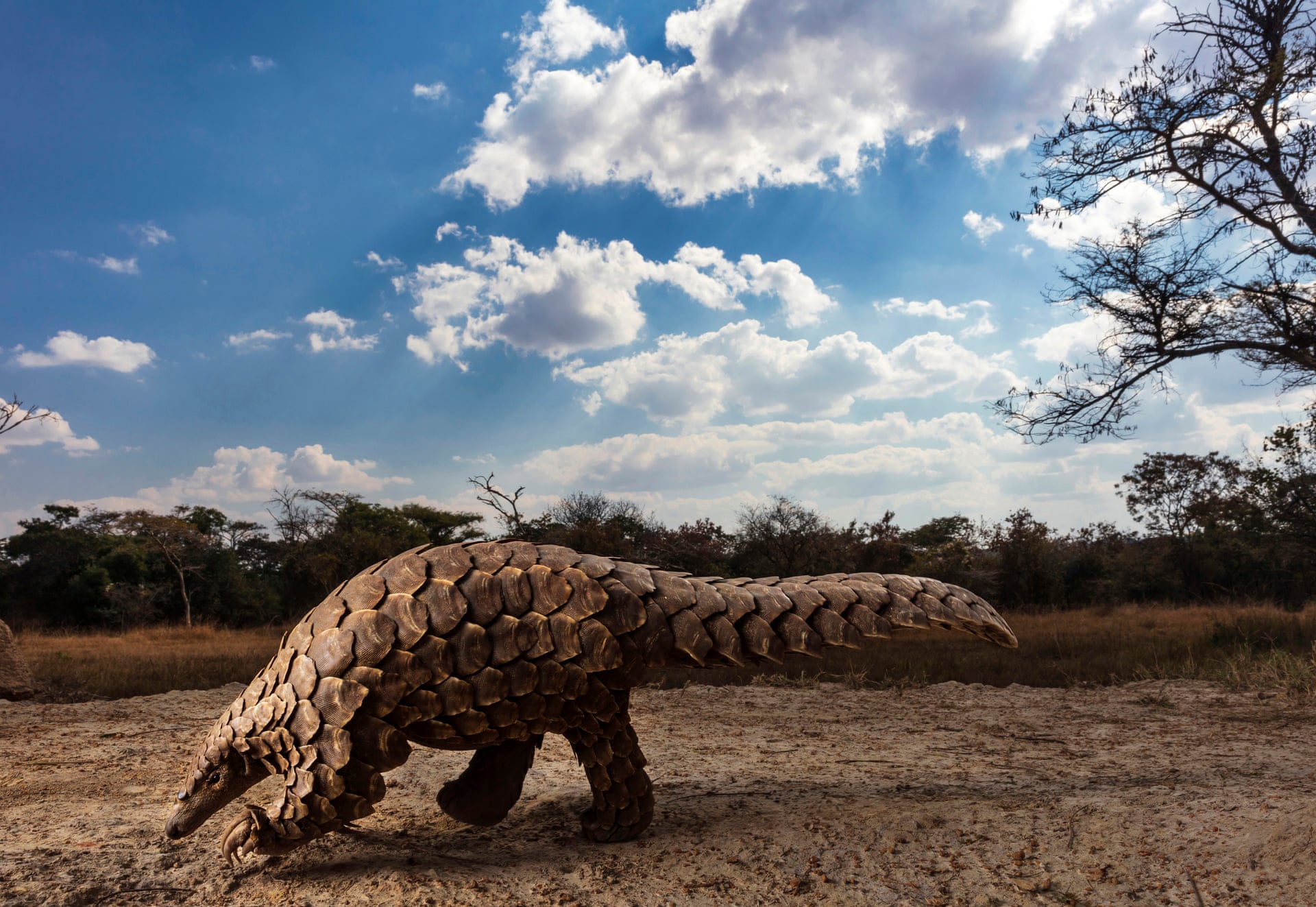 “Tabiat dunyosi va yovvoyi hayvonlar” yo‘nalishidagi g‘olib janubiy afrikalik Brent Stirtonning “Pangolinlar inqirozi” surati.