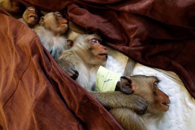 Таиланднинг Лопбури провинциясида Миллий боғлар департаменти томонидан бепушт қилиш учун ўтказилган муолажалардан сўнг тинчлантирувчи дори олган маймунлар.