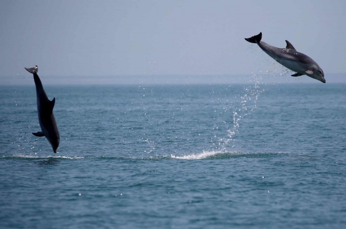 Fransiyaning Kankal kommunasidagi suz uzra sakrayotgan delfinlar.