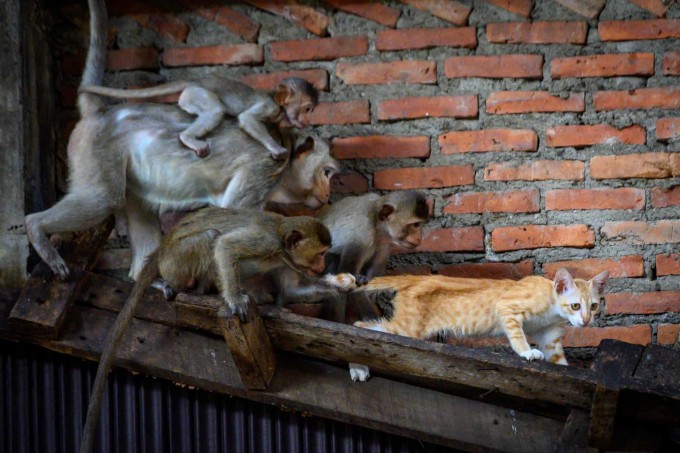 Uzun dumli makakalar Lopburi shahrida mushukning dumidan tortib yuribdi.