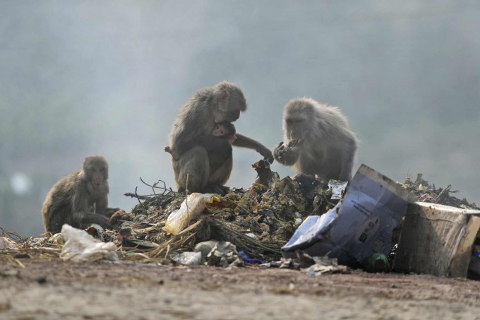 Hindistonning Jammu shahridagi Jammu-Shrinagar shossesida chiqindilar ichidan ozuqa qidirayotgan maymunlar.