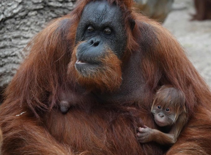 Germaniyaning Gamburg shahridagi Hagenbek hayvonot bog‘ida Sumatra orangutani yangi tug‘ilgan chaqalog‘ini ushlab turibdi.