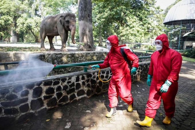 Indoneziyaning Jakarta shahridagi Ragunan hayvonot bog‘ida himoya kiyimlaridagi xodimlar fil qafasi yonida dezinfeksiya ishlarini olib bormoqda.