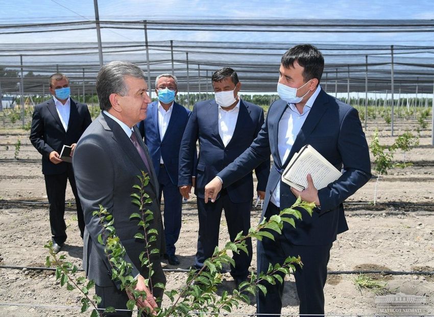 Prezident Shavkat Mirziyoyev Farg‘ona viloyati Qo‘shtepa tumanida “Grapes and Gardens Investment” kompaniyasi tomonidan tashkil etilgan intensiv bog‘da, 2020-yil 5-iyun.