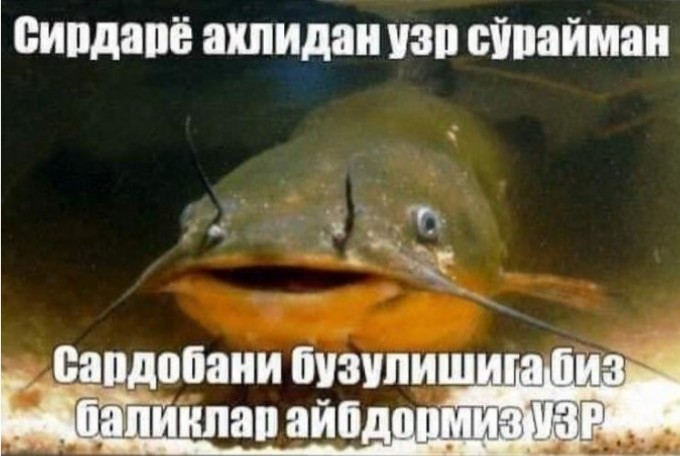 Скрин: «Дарё»