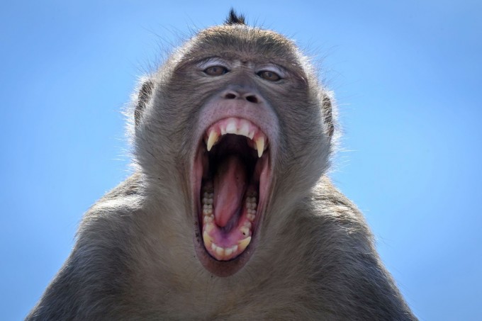 Bangkokning Lopburi shahrida bepusht qilingan makaka maymuni. So‘nggi 3 yilda makakalarning soni 6000 tagacha yetgani hukumatning shunday qarorga kelishiga sabab bo‘ldi.