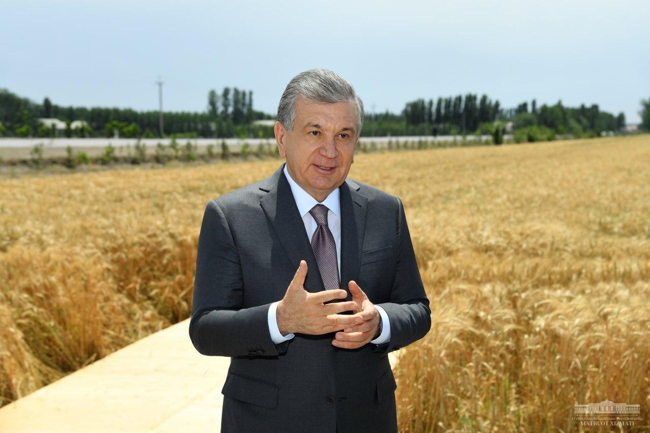 Prezident Shavkat Mirziyoyev Farg‘ona viloyati Qo‘shtepa tumanidagi “Tursunov Yusufjon yeri” fermer xo‘jaligi dalasida, 2020-yil 5-iyun.