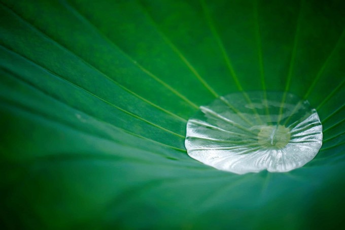 Yaponiyaning Tokio shahridagi hovuzda lotus barglari ustida to‘plangan yomg‘ir suvlari.