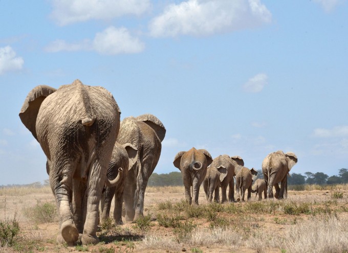 Keniyadagi Ambosele Milliy bog‘ida suv ichishga borayotgan fillar.