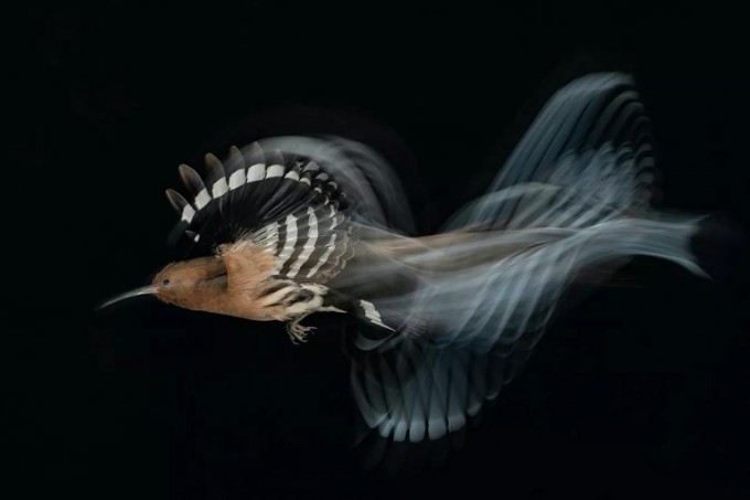 Foto: Bird Photographer of the Year