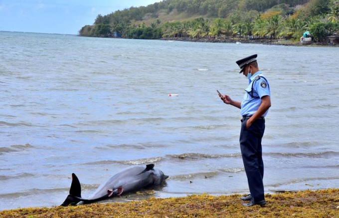 Ўлик дельфиннинг мурдасини суратга олаётган полиция ходими.