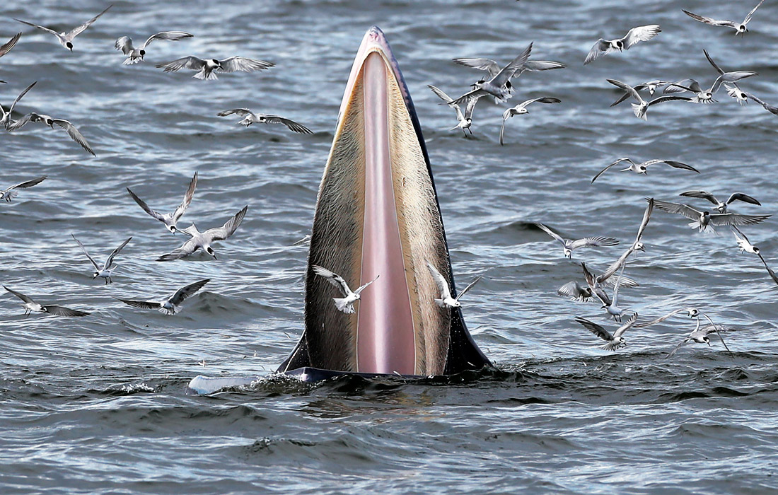Сиам кўрфазидаги кит.