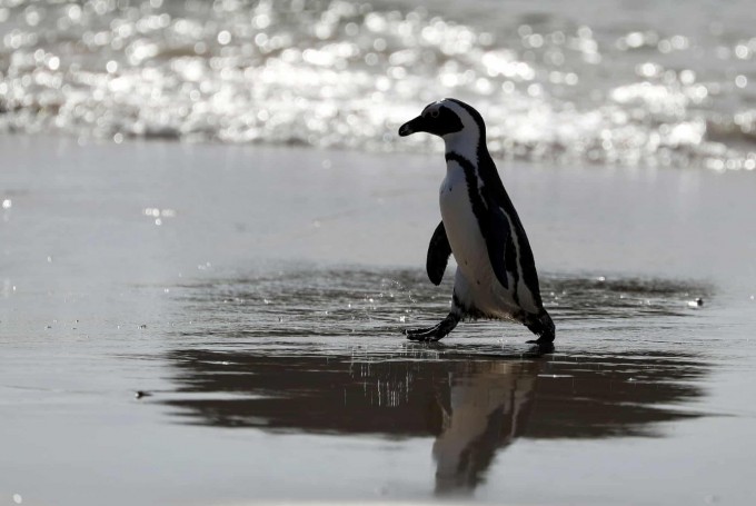 Жанубий Африканинг Сифорт шаҳрида йўқолиб кетиш хавфи остида қолган Африка пингвини кўриниш берди.
