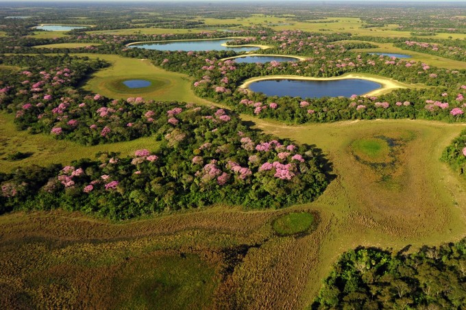 Pantanaldagi botqoqli hududlar, Braziliya. 2018-yil