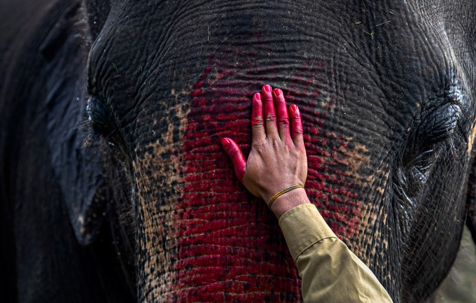 Hindistonning Assam shahrida fil turistlar bilan uchrashuvga tayyorlanmoqda.