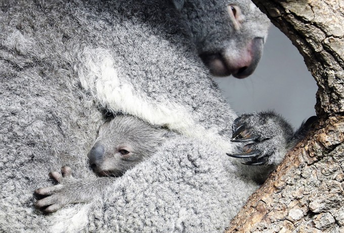 Shveysariyaning Syurix shahridagi hayvonot bog‘ida bolasi bilan o‘tirgan koala.