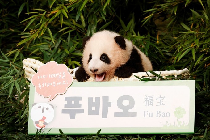 Janubiy Koreyada dunyoga kelgan ilk panda bolasi ommaga namoyish etildi.