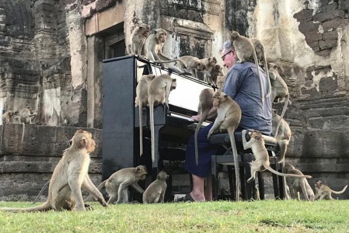 Britaniyalik musiqachi Pol Barton Tailandning Lopburi tarixiy hududida maymunlar uchun pianino chalmoqda.