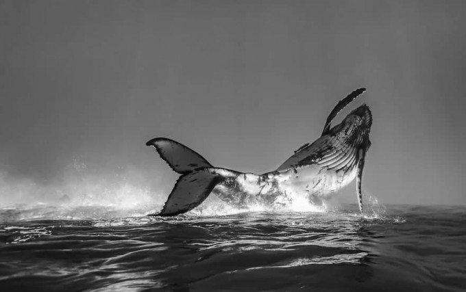 Фото: Ocean Photography Awards