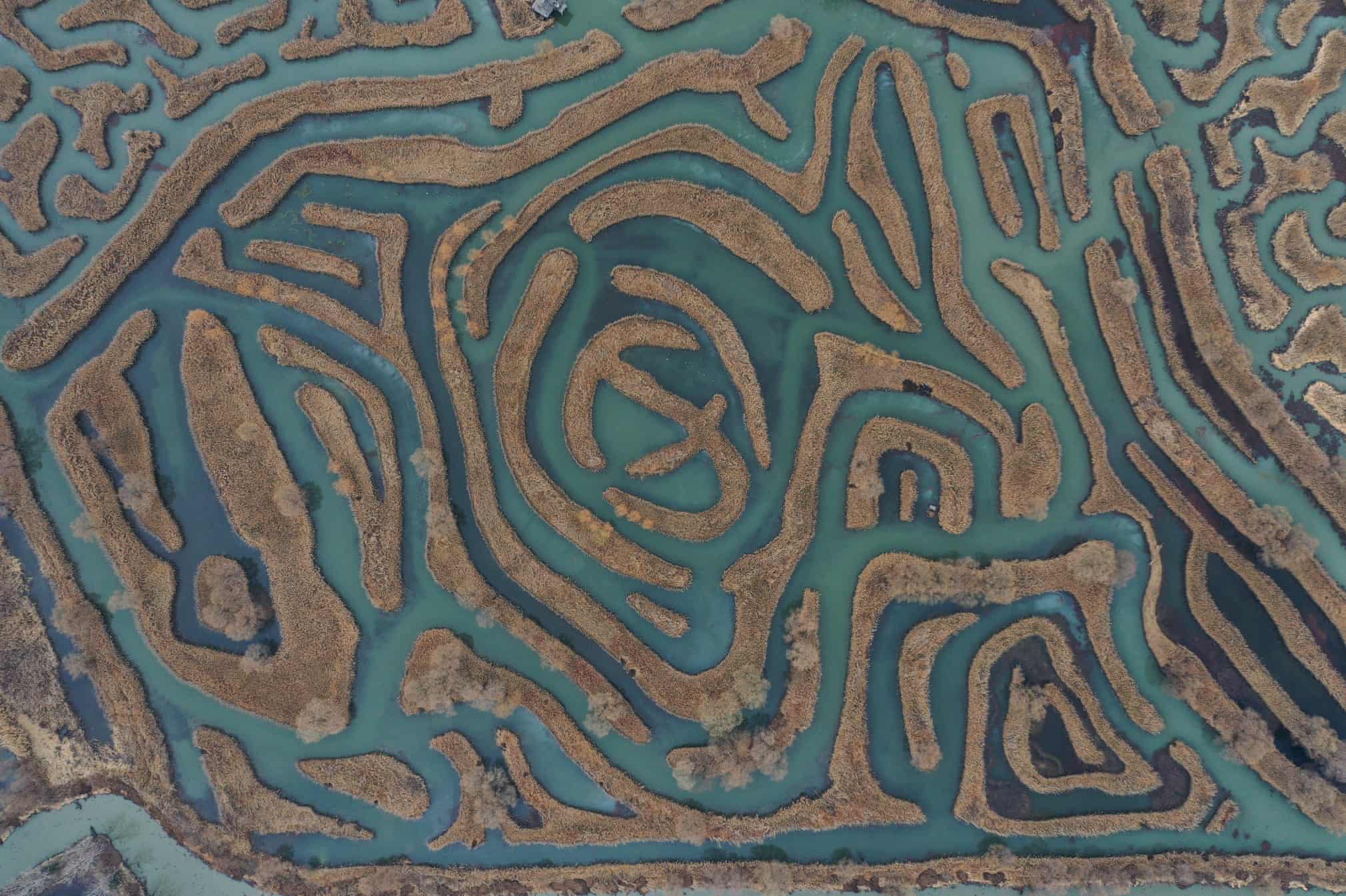 Xitoyning Yanchen hududidagi Dadzun bog‘ida joylashgan shakarqamish labirinti.