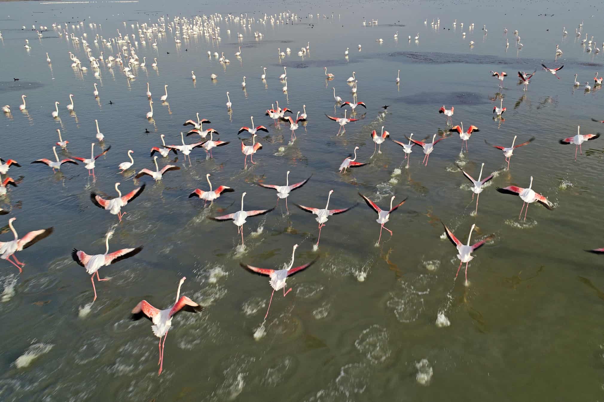 Turkiyaning Adana shahridagi Akyatan qo‘ltig‘ida yurgan flamingolar.