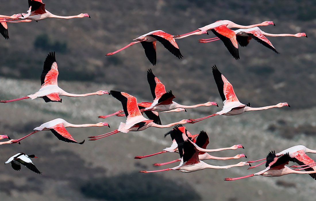 Turkiya g‘arbidagi Gediz ko‘lidagi flamingolar.