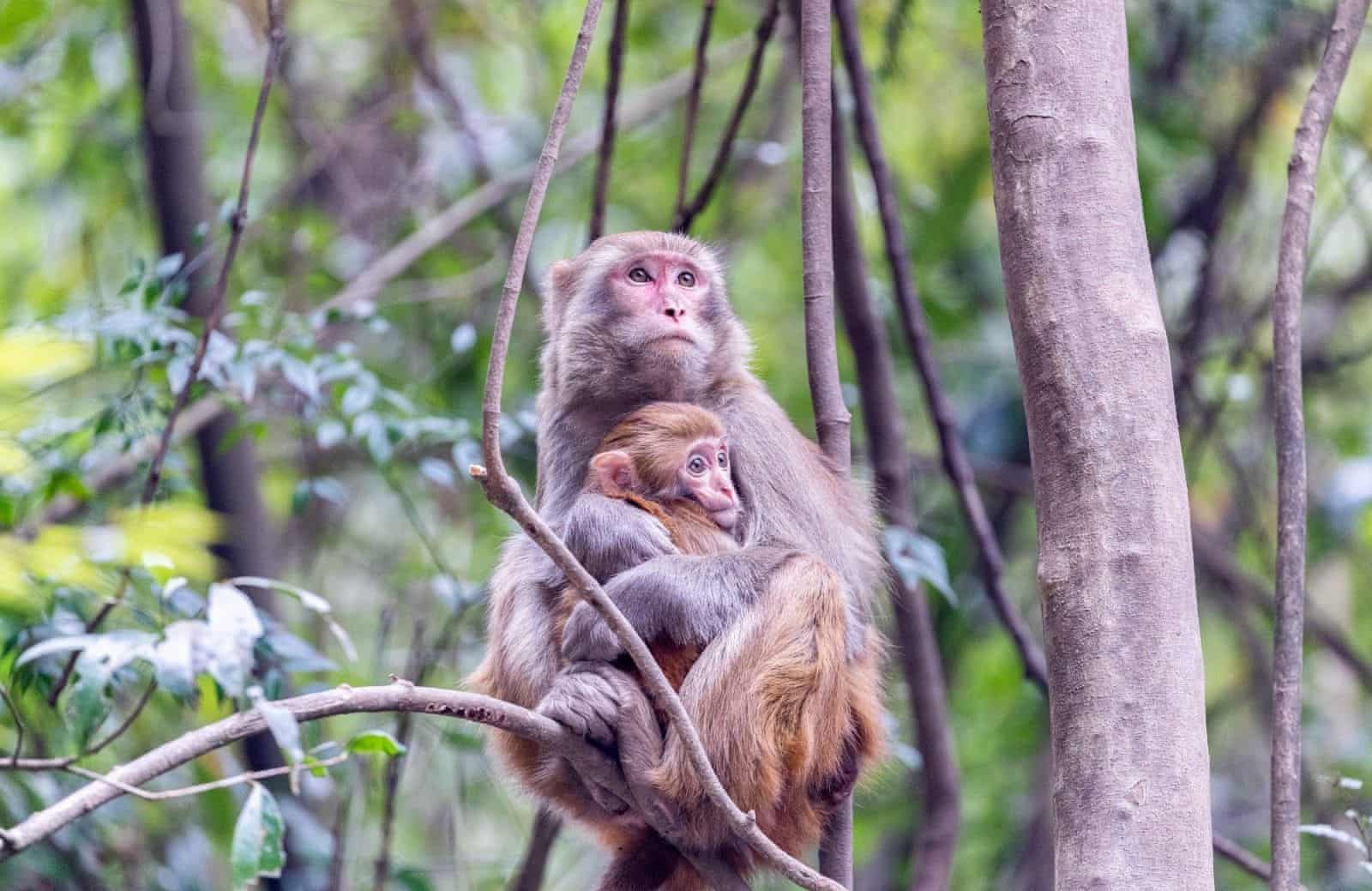 Xitoyning Jinfo hududidagi tog‘lardagi daraxtda o‘tirgan makakalar.