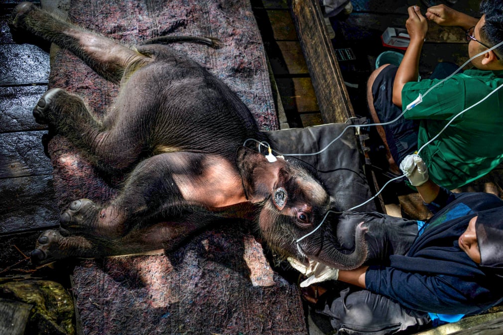 Indoneziyaning Sari shahrida balchiqqa botib qolgan 3 haftalik Sumatra fili bolasi tibbiy yordam olmoqda.