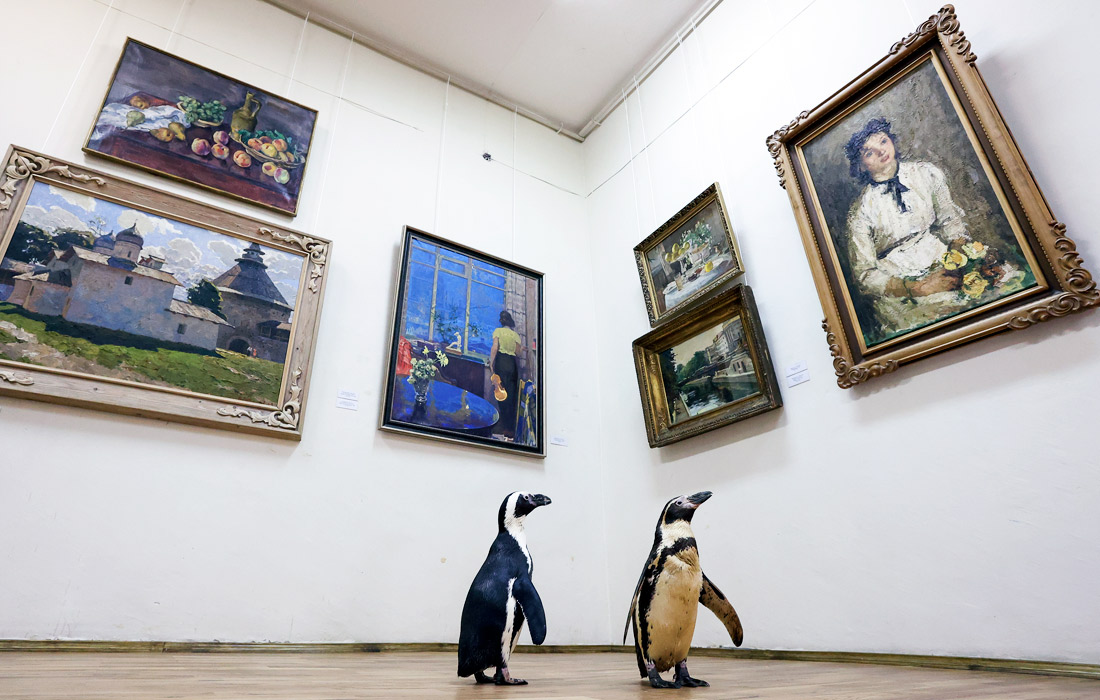 Bryanskdagi viloyat san’at muzeyiga “Lasta-Rika” sirk shousi pingvinlari tashrif buyurdi.