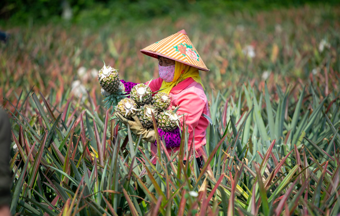 Хитойнинг Хайнань провинциясида фермер ананас ҳосилини йиғмоқда.