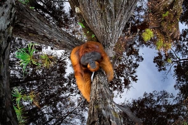 Foto: World Nature Photography Awards