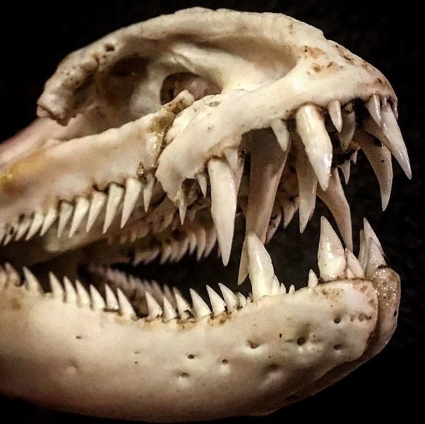 Фото: Instagram / Monster fish taxidermy