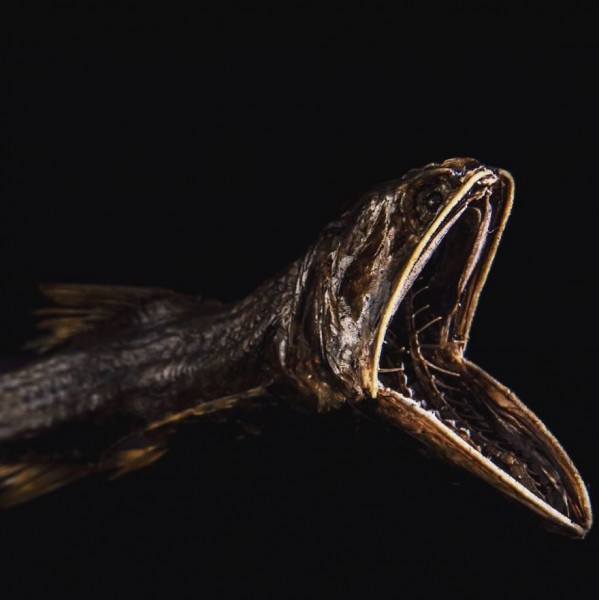 Foto: Instagram / Monster fish taxidermy