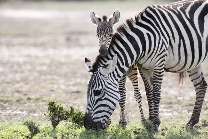 Keniyadagi Masayi-Mara milliy yovvoyi tabiat qo‘riqxonasida ikki erkak zebra urishganiga guvoh bo‘lganidan so‘ng onasining orqasiga berkinib olgan zebra bolasi.