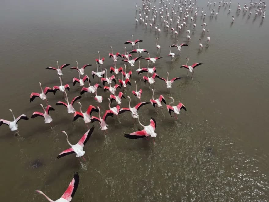 Turkiya poytaxti Anqara yaqinidagi ko‘lda uchayotgan flamingolar galasi.