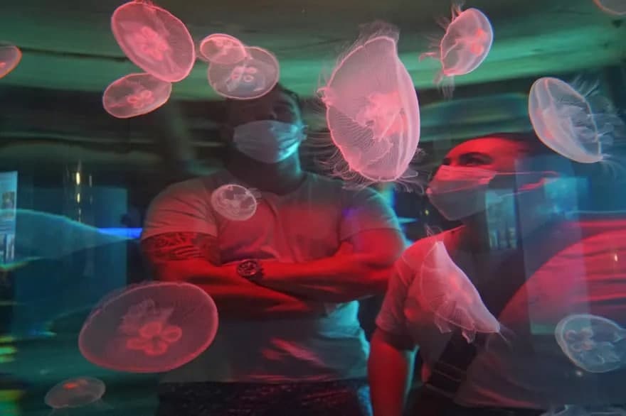 Жанубий Африкадаги uShaka Marine World тематик паркига ташриф буюрганлар аквариумдаги медузаларни томоша қилмоқда.
