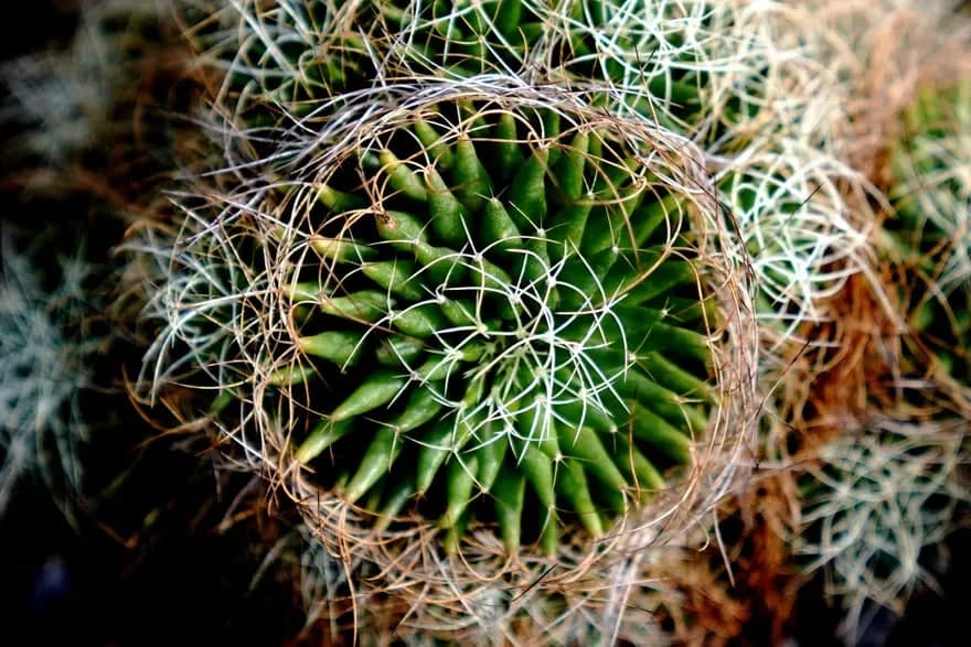 Xitoydagi zamonaviy qishloq xo‘jaligi bog‘idagi kaktus.