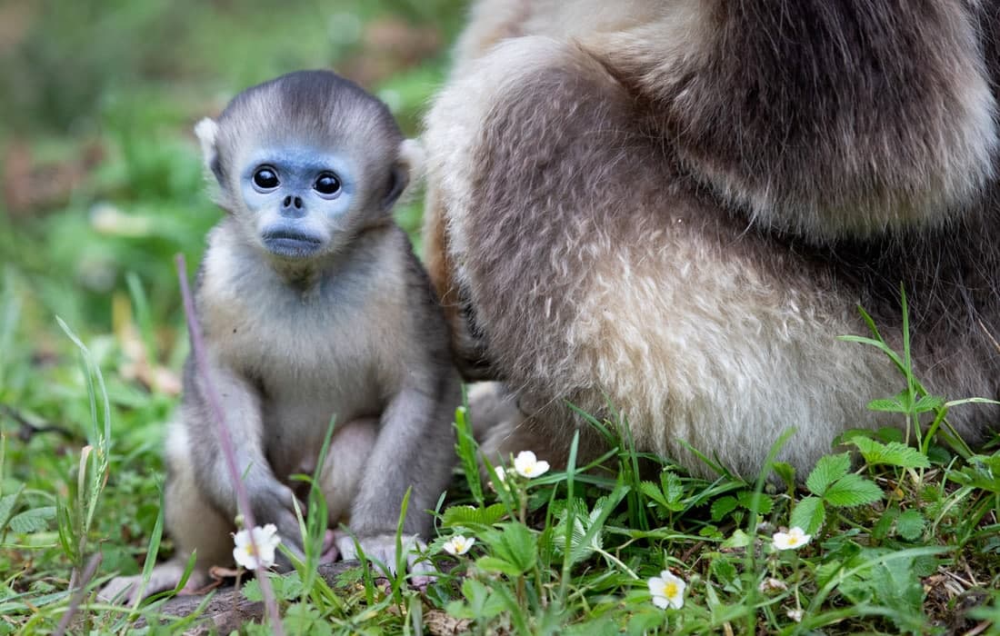 Хитойнинг Хубэй провинциясининг миллий боғида сақланаётган олтин маймунлар.