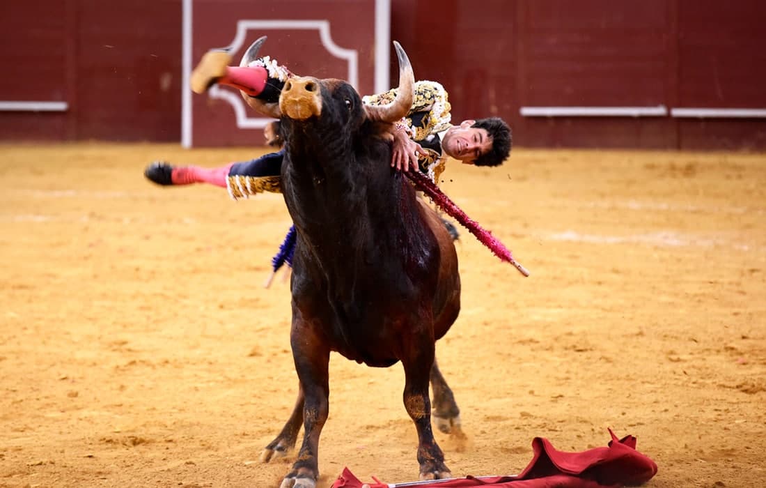 Madridda Avliyo Isidro sharafiga buqalar jangi festivali bo‘lib o‘tmoqda.
