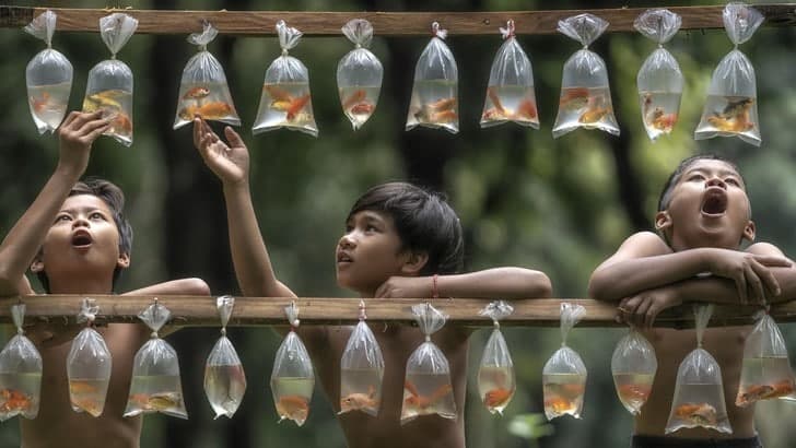 Индонезиянинг Румпин қишлоғида сотилаётган олтин балиқлар.
