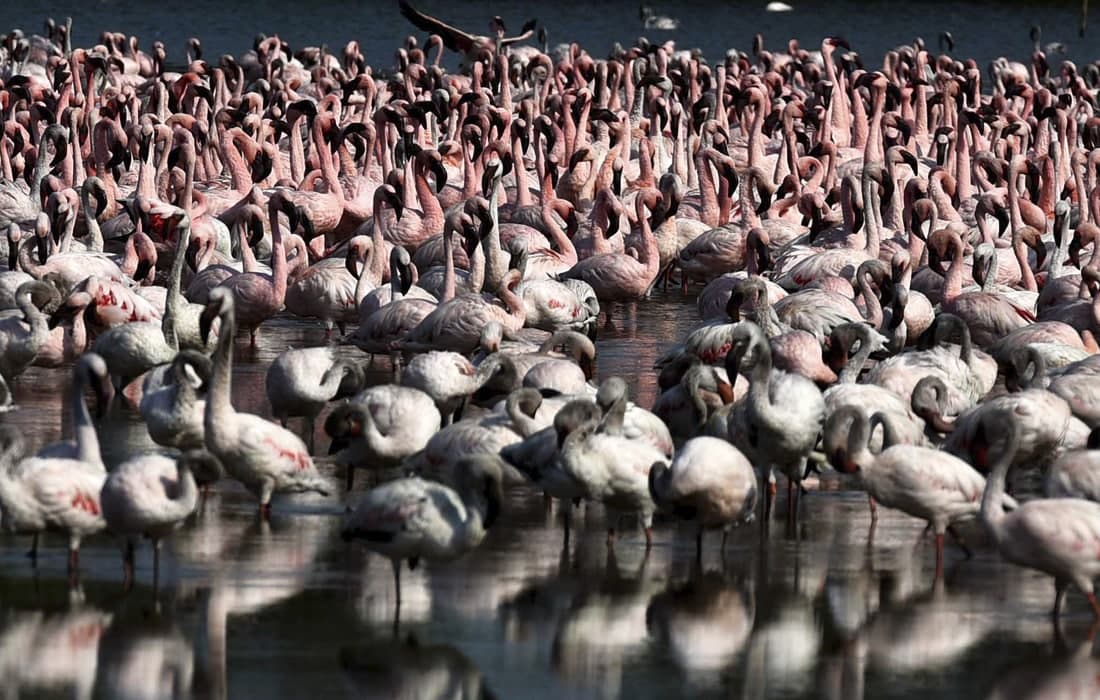 Mumbay yaqinidagi ko‘rfazda yig‘ilgan flamingolar galasi.