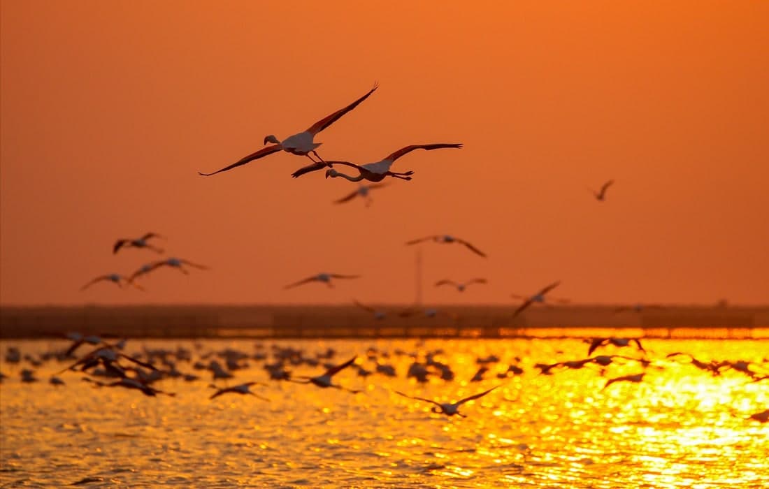 Turkiyaning Izmir shahrida joylashgan milliy bog‘dagi flamingolar.