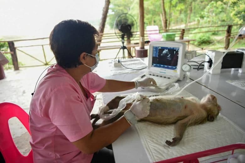 Таиландда ветеринария мутахассиси ҳайвонлар дала шифохонасида ультратовуш текшируви билан маймун ҳомиладорлигини текширмоқда.