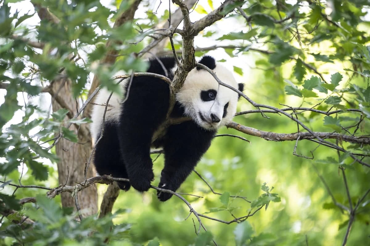 Сиао Ци Ци исмли 9 ойлик панда боласи Вашингтондаги Смитсон миллий боғидаги дарахтда ётибди.