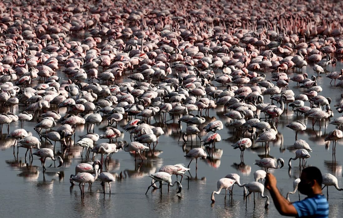Hindistonning Navi-Mumbay shahridagi botqoqli yerlarda to‘plangan flamingolar.