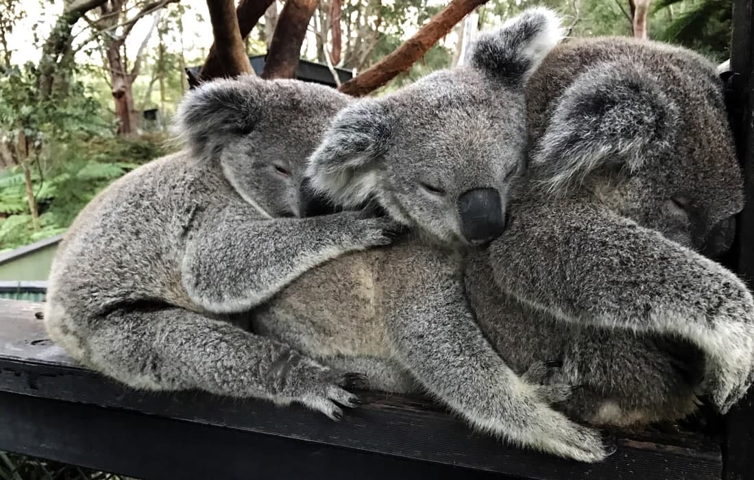 Avstraliyadagi Reptiliyalar bog‘ida bir-biriga suyanib o‘tirgan koalalar.